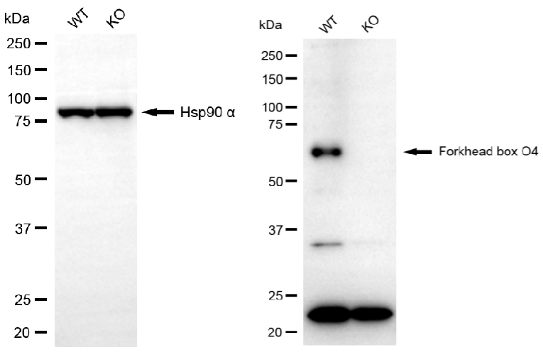 [KO Validated] Anti-FOXO4 Rabbit mAb [72H93T87]
