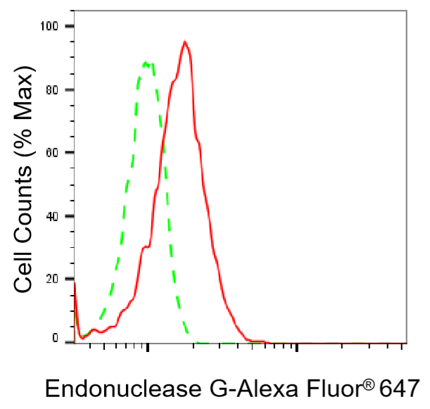 [KO Validated] Anti-ENDOG Rabbit mAb [72M45R96]