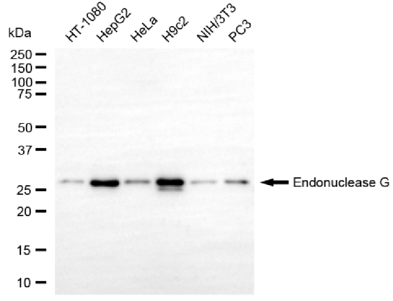 [KO Validated] Anti-ENDOG Rabbit mAb [72M45R96]