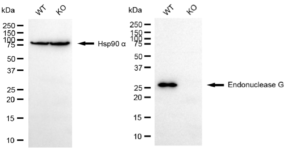 [KO Validated] Anti-ENDOG Rabbit mAb [72M45R96]