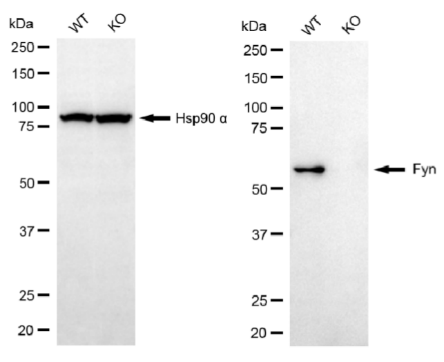 [KO Validated] Anti-FYN Rabbit mAb [87A04H74]