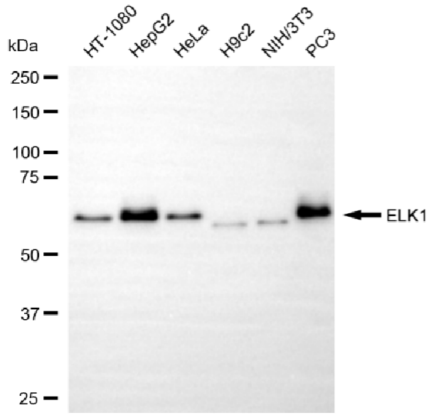 [KO Validated] Anti-ELK1 Rabbit mAb [47C19R13]