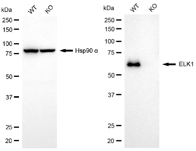 [KO Validated] Anti-ELK1 Rabbit mAb [47C19R13]