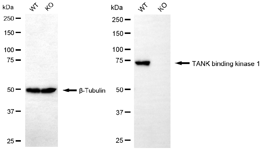 [KO Validated] Anti-TBK1 Rabbit mAb [69Q66S58]