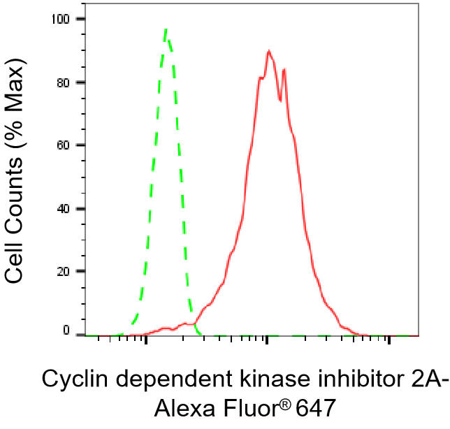 [KO Validated] Anti-CDKN2A Rabbit mAb [91A16M62]