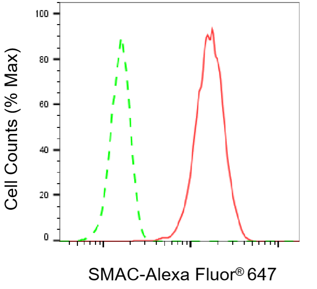 [KO Validated] Anti-DIABLO Rabbit mAb [36J03Q61]
