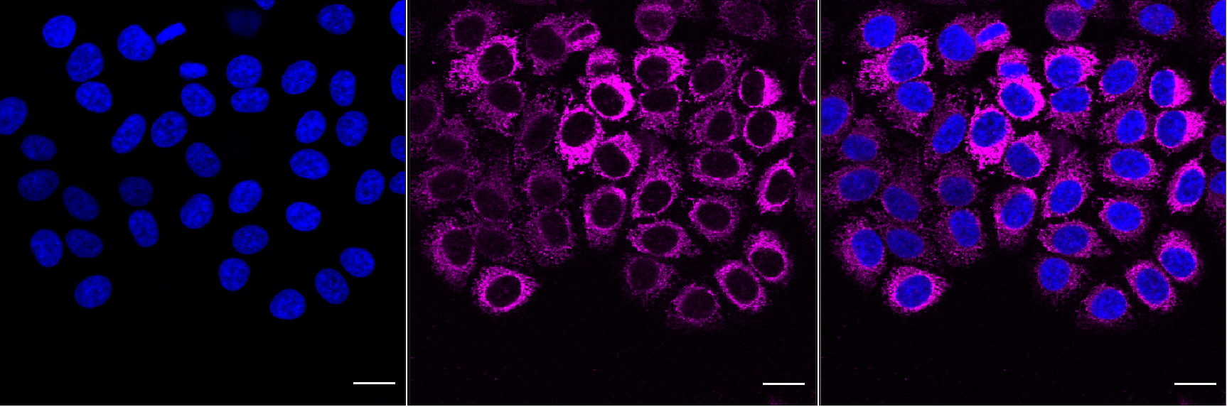 [KO Validated] Anti-DIABLO Rabbit mAb [36J03Q61]