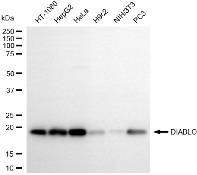 [KO Validated] Anti-DIABLO Rabbit mAb [36J03Q61]