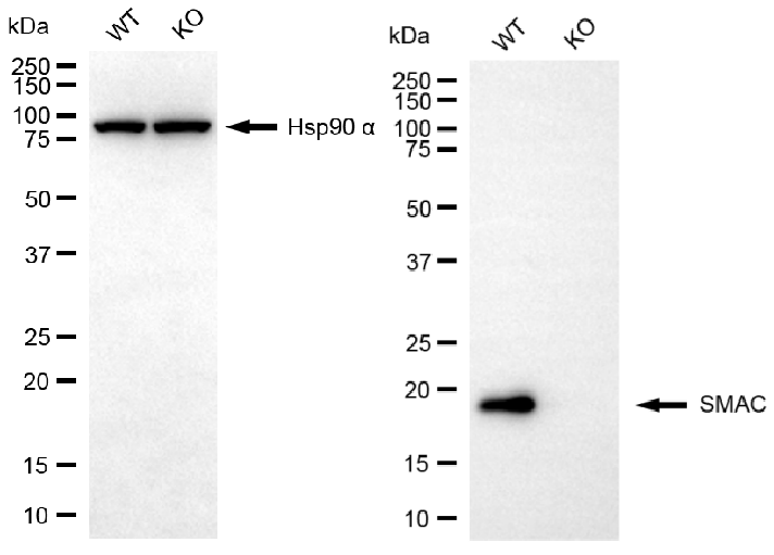 [KO Validated] Anti-DIABLO Rabbit mAb [36J03Q61]