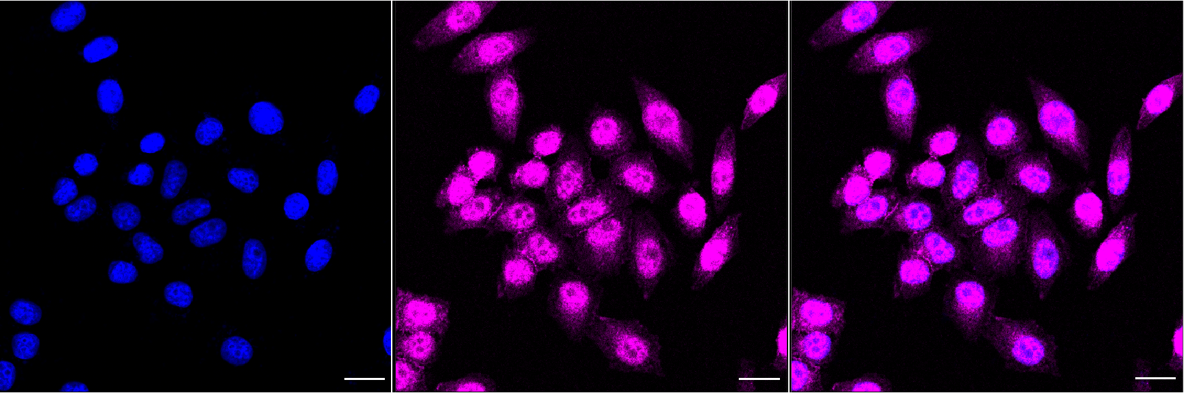 [KO Validated] Anti-YWHAB Rabbit mAb [38T99R70]