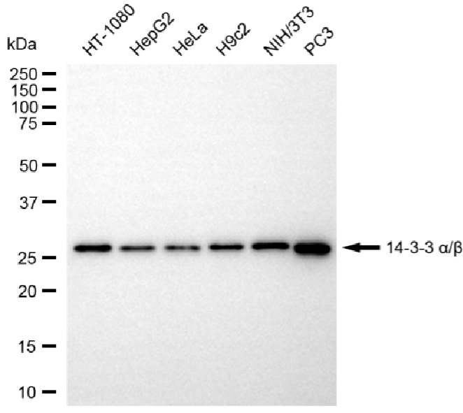 [KO Validated] Anti-YWHAB Rabbit mAb [38T99R70]