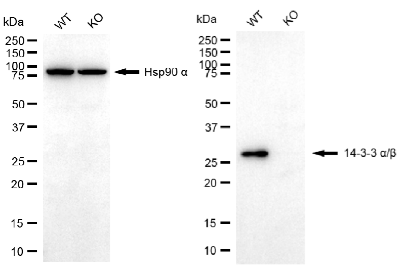 [KO Validated] Anti-YWHAB Rabbit mAb [38T99R70]