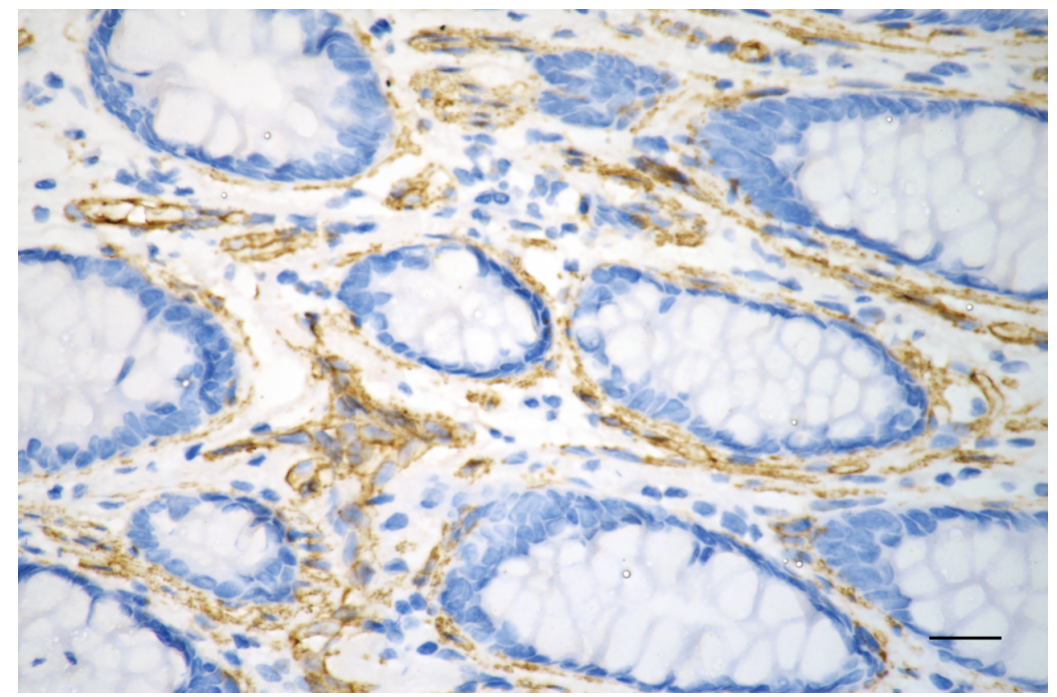 [KO Validated] Anti-CAV1 Rabbit mAb [84D23D56]