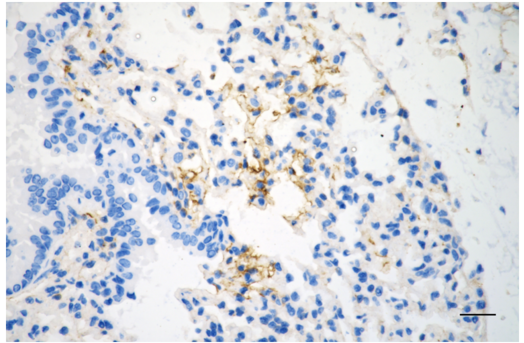 [KO Validated] Anti-CAV1 Rabbit mAb [84D23D56]