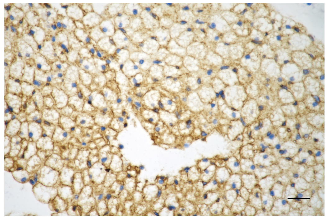 [KO Validated] Anti-CAV1 Rabbit mAb [84D23D56]