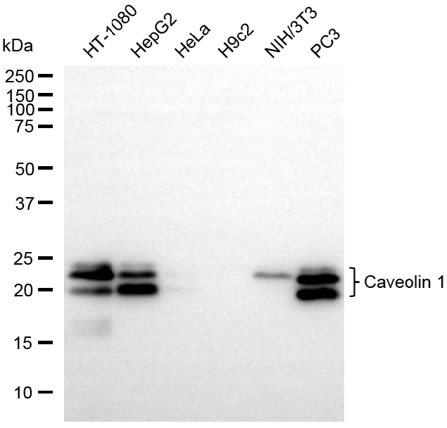 [KO Validated] Anti-CAV1 Rabbit mAb [84D23D56]
