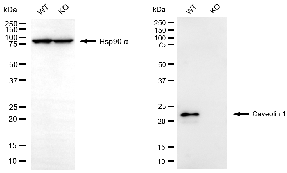 [KO Validated] Anti-CAV1 Rabbit mAb [84D23D56]