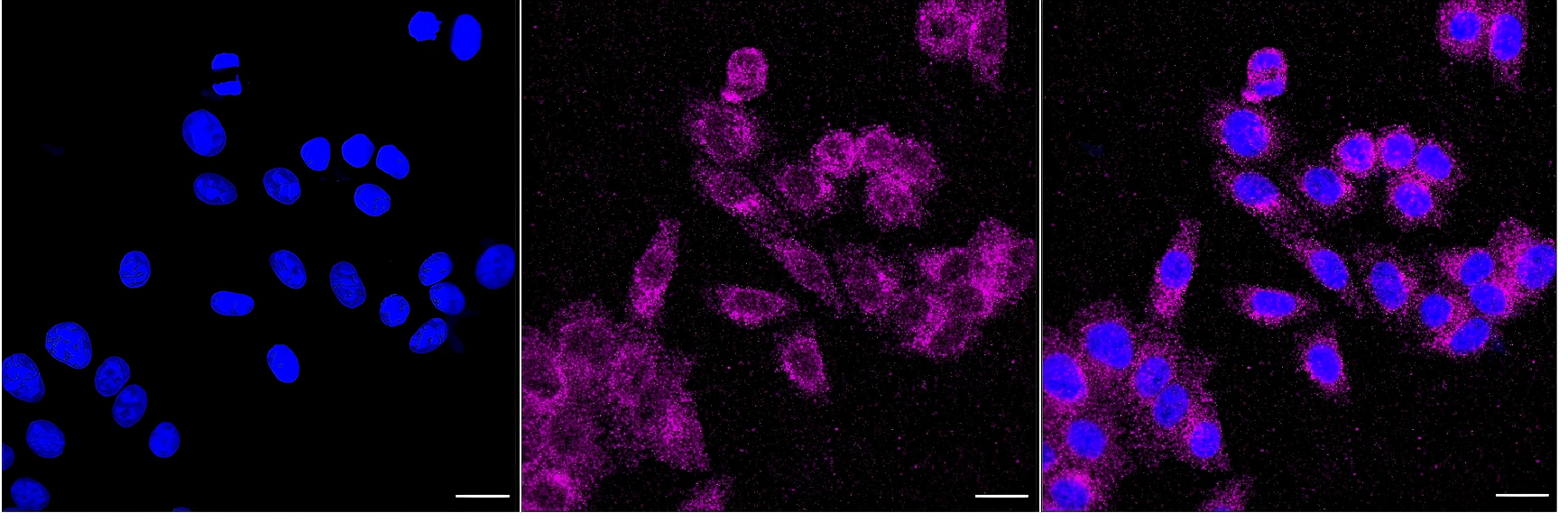 [KO Validated] Anti-BCL2L11 Rabbit mAb [27T47R90]