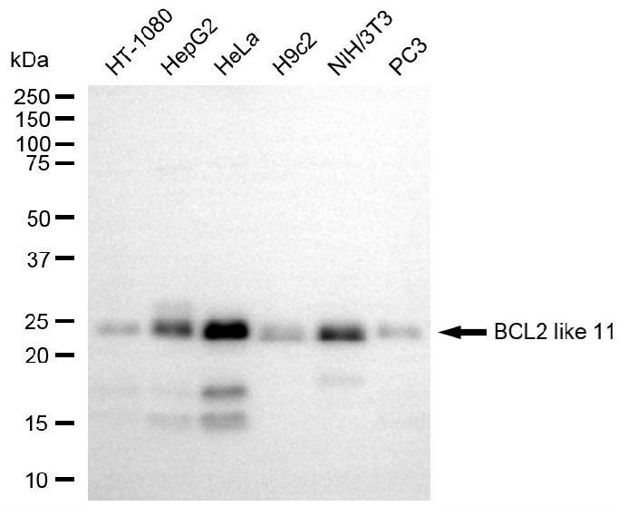 [KO Validated] Anti-BCL2L11 Rabbit mAb [27T47R90]