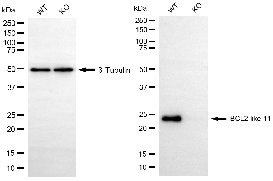 [KO Validated] Anti-BCL2L11 Rabbit mAb [27T47R90]