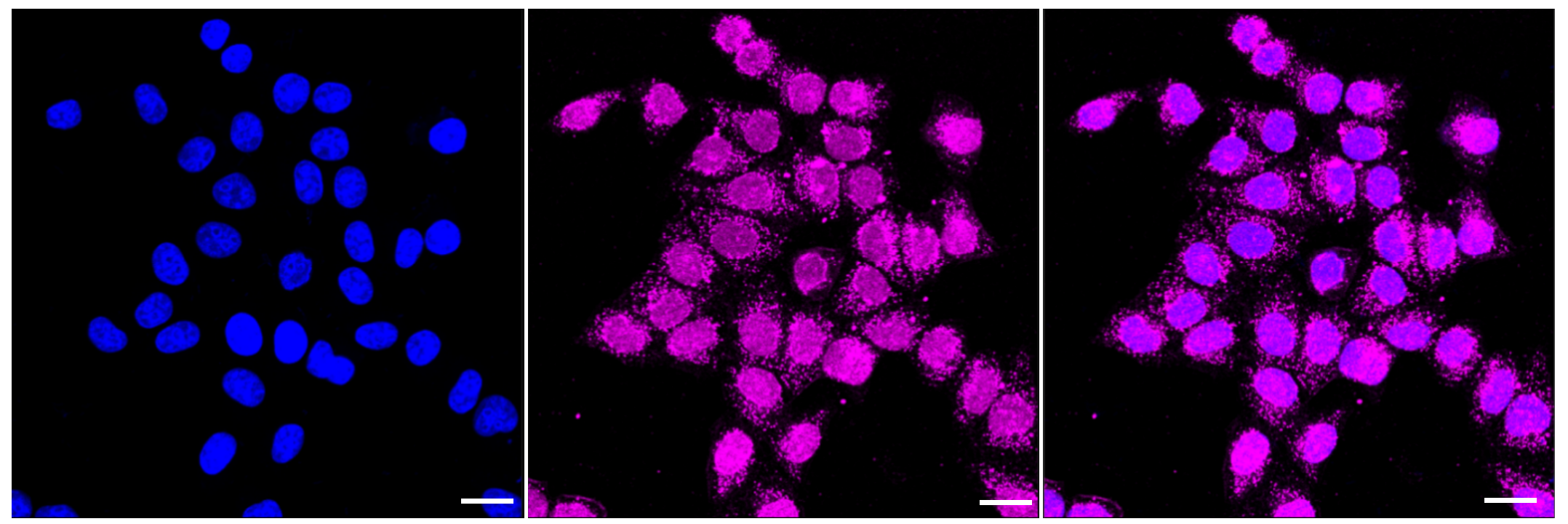 [KD Validated] Anti-GSS Rabbit mAb [70S22H89]