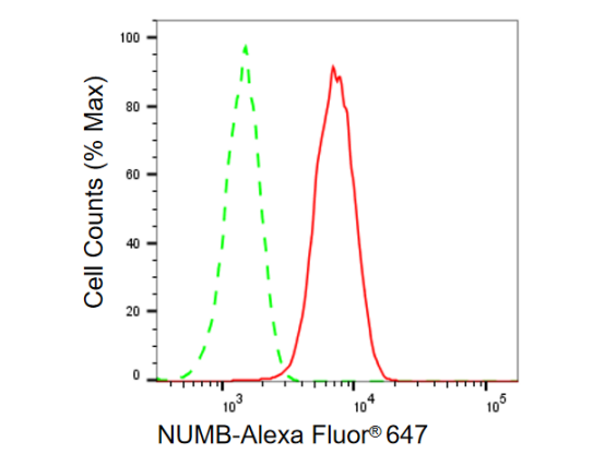 [KD Validated] Anti-NUMB Rabbit mAb [61H40L78]