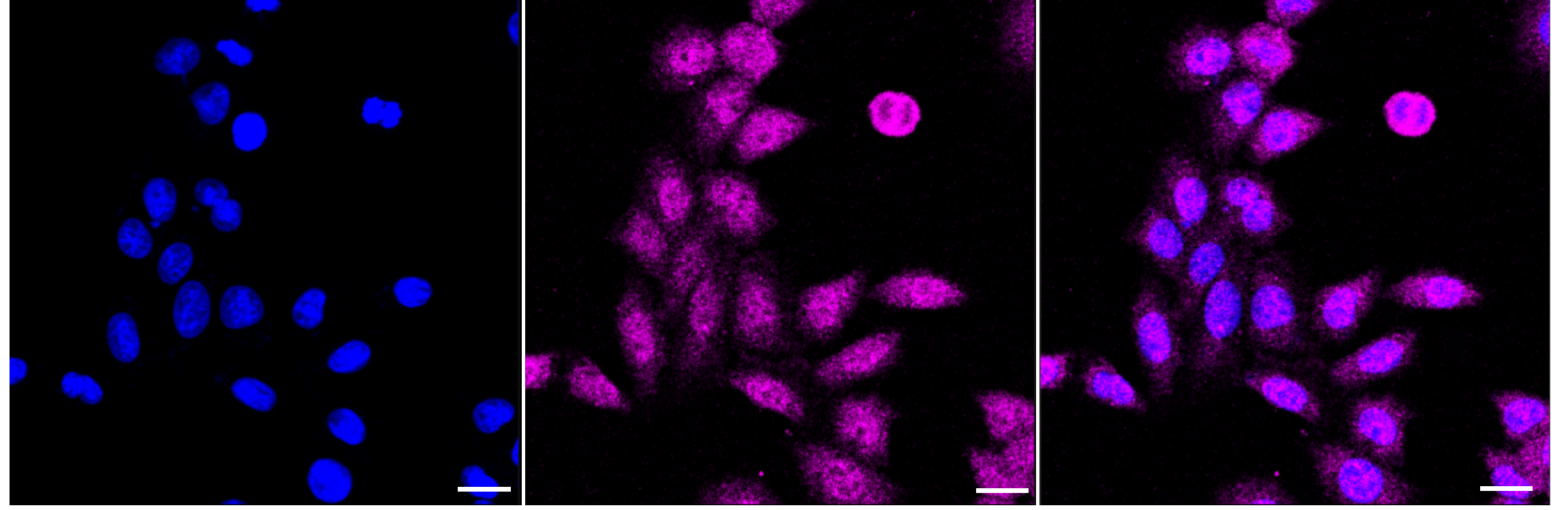[KD Validated] Anti-NUMB Rabbit mAb [61H40L78]