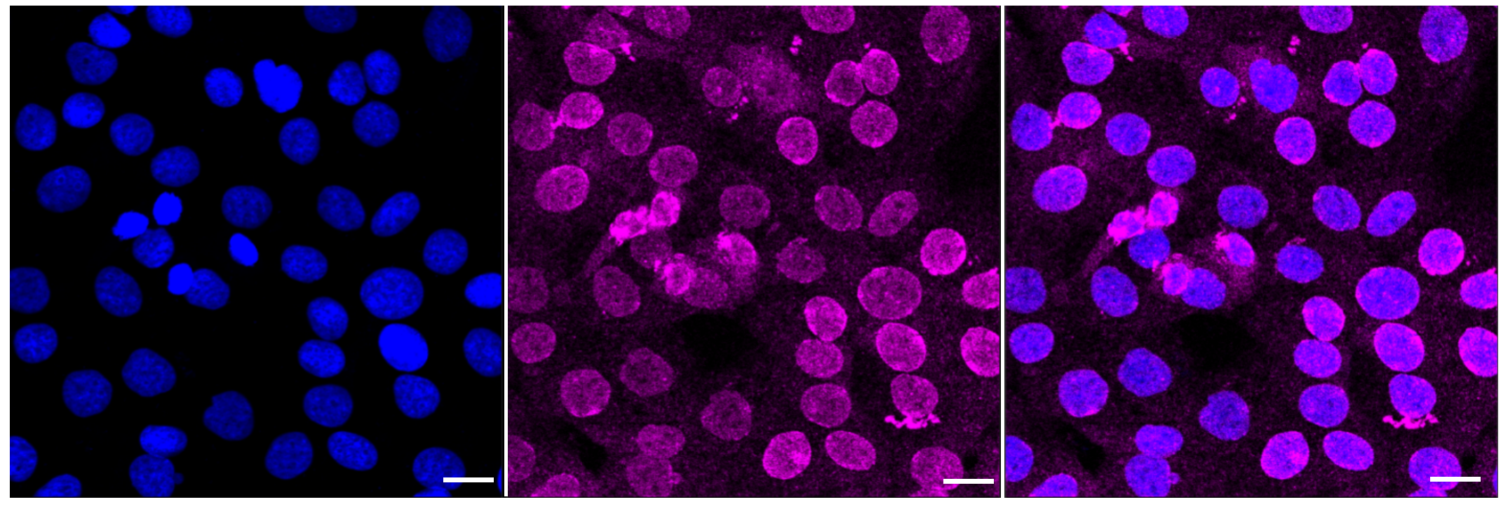 [KD Validated] Anti-CSK Rabbit mAb [33M43L48]