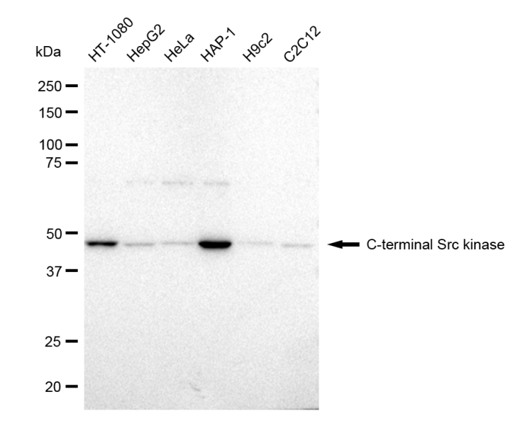 [KD Validated] Anti-CSK Rabbit mAb [33M43L48]