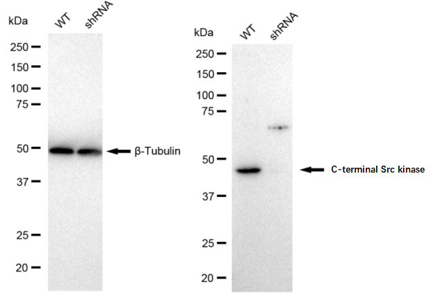 [KD Validated] Anti-CSK Rabbit mAb [33M43L48]
