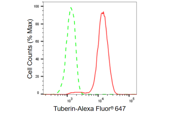[KD Validated] Anti-TSC2 Rabbit mAb [85T90T43]