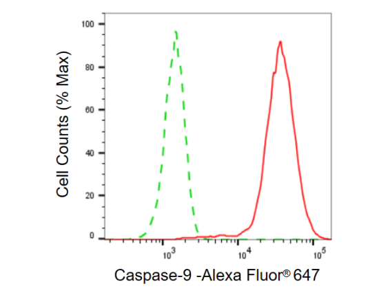 [KD Validated] Anti-CASP9 Rabbit mAb [21C72L83]