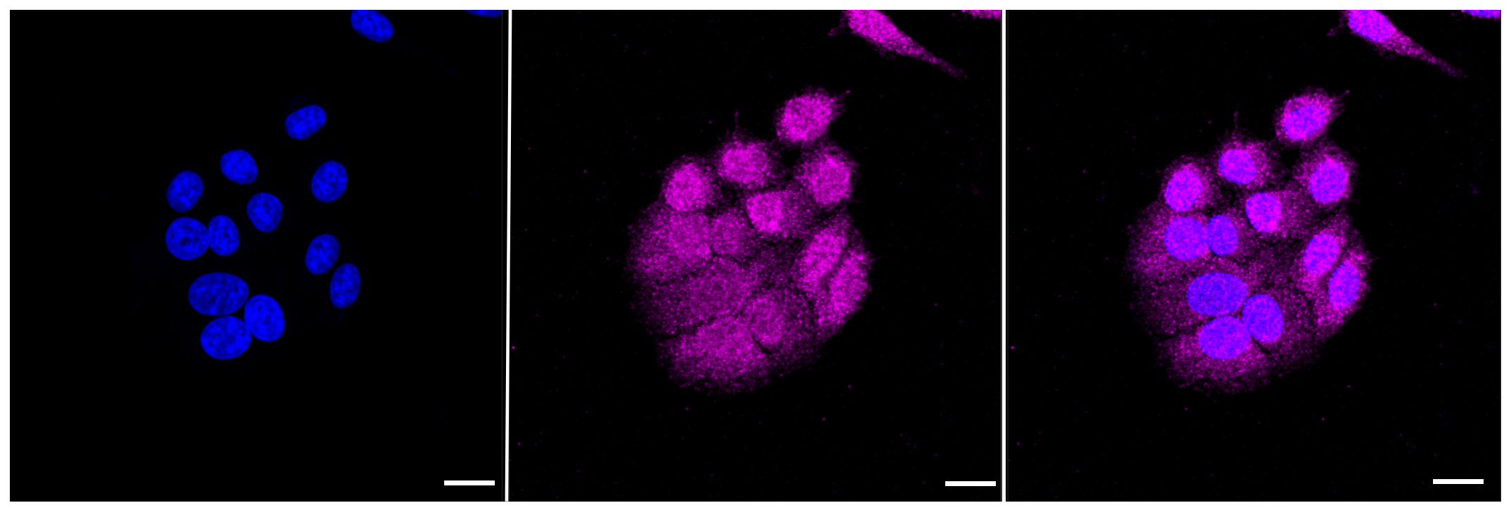 [KD Validated] Anti-CASP9 Rabbit mAb [21C72L83]