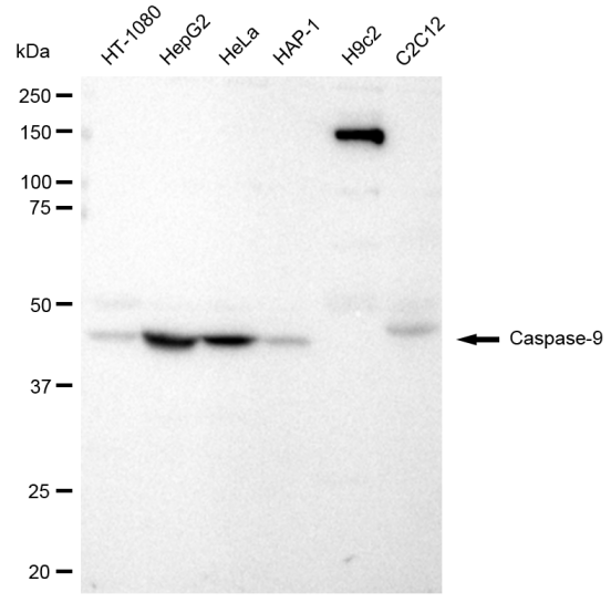 [KD Validated] Anti-CASP9 Rabbit mAb [21C72L83]
