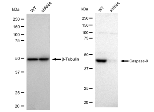 [KD Validated] Anti-CASP9 Rabbit mAb [21C72L83]