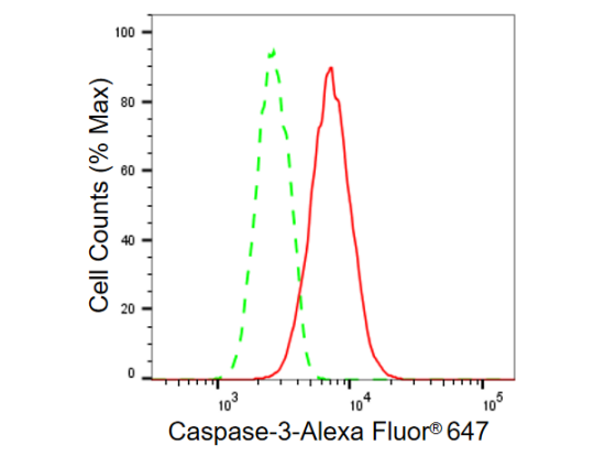 [KD Validated] Anti-CASP3 Rabbit mAb [77N43E45]
