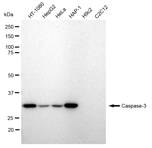 [KD Validated] Anti-CASP3 Rabbit mAb [77N43E45]