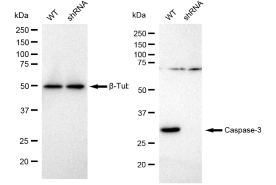 [KD Validated] Anti-CASP3 Rabbit mAb [77N43E45]