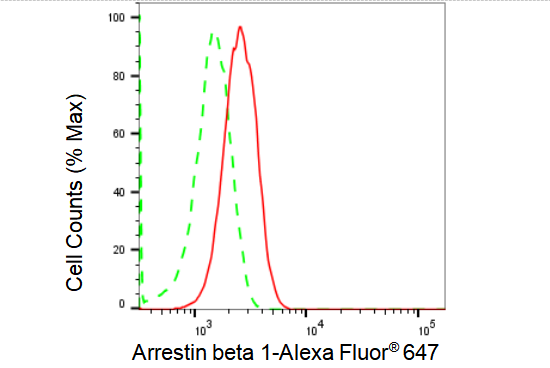 [KD Validated] Anti-ARRB1 Rabbit mAb [67J05S67]