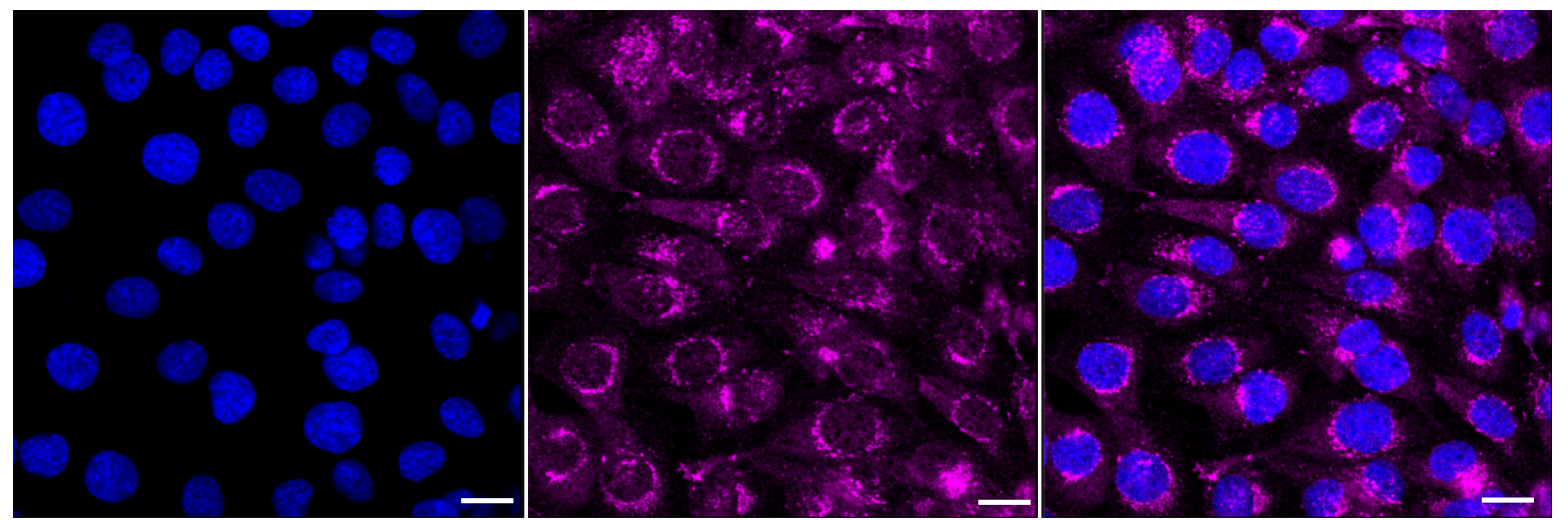 [KD Validated] Anti-APP Rabbit mAb [76L88M26]