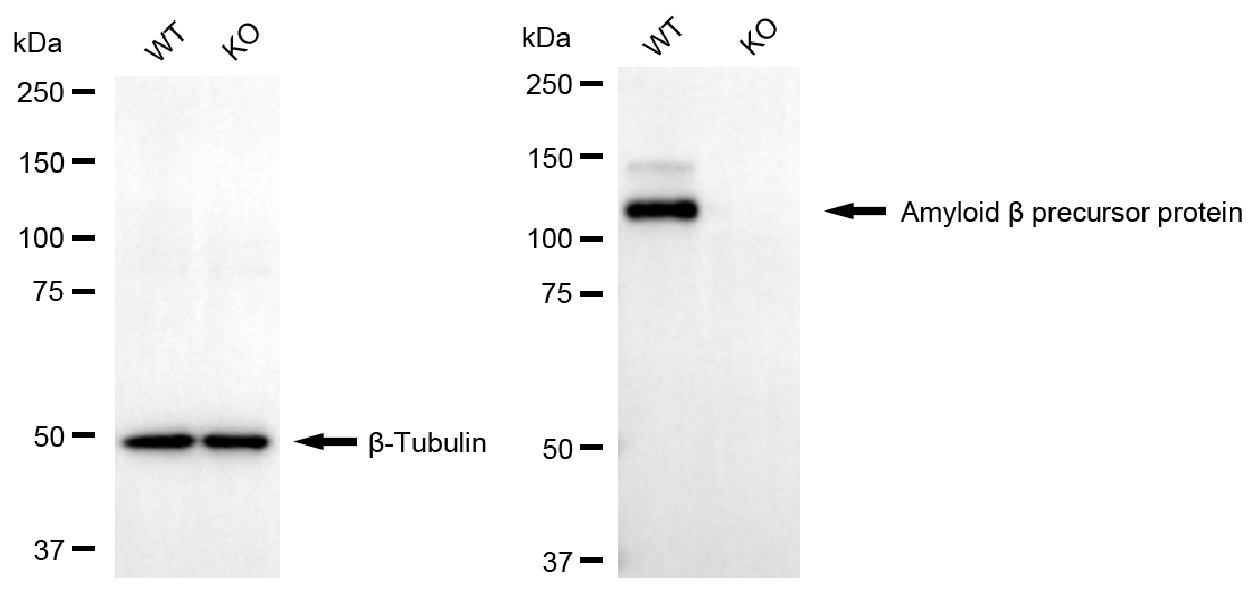 [KD Validated] Anti-APP Rabbit mAb [76L88M26]