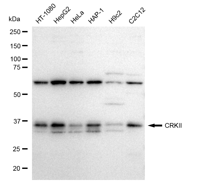 [KD Validated] Anti-CRK Rabbit mAb [63S33Q59]