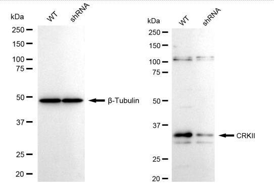 [KD Validated] Anti-CRK Rabbit mAb [63S33Q59]