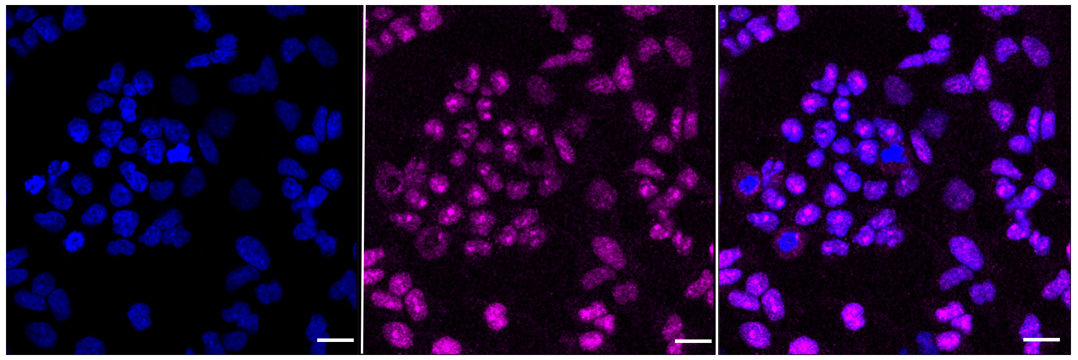 [KD Validated] Anti-BMI1 Rabbit mAb [49P13O11]
