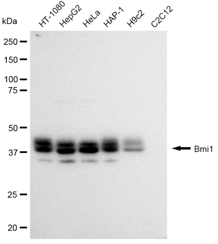 [KD Validated] Anti-BMI1 Rabbit mAb [49P13O11]