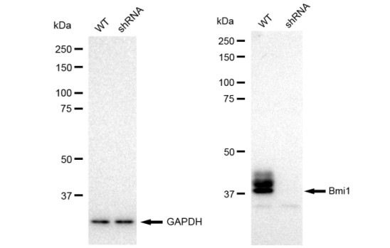 [KD Validated] Anti-BMI1 Rabbit mAb [49P13O11]