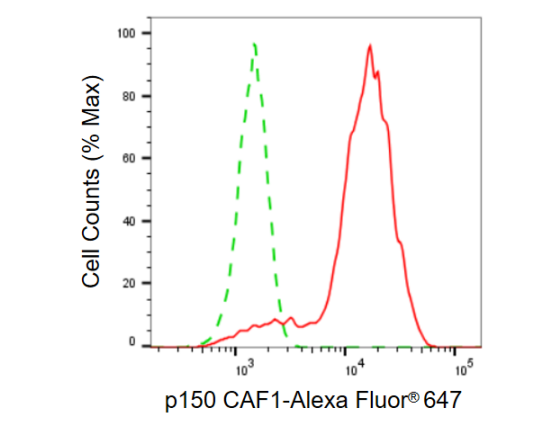 [KD Validated] Anti-CHAF1A Rabbit mAb [61M14J81]