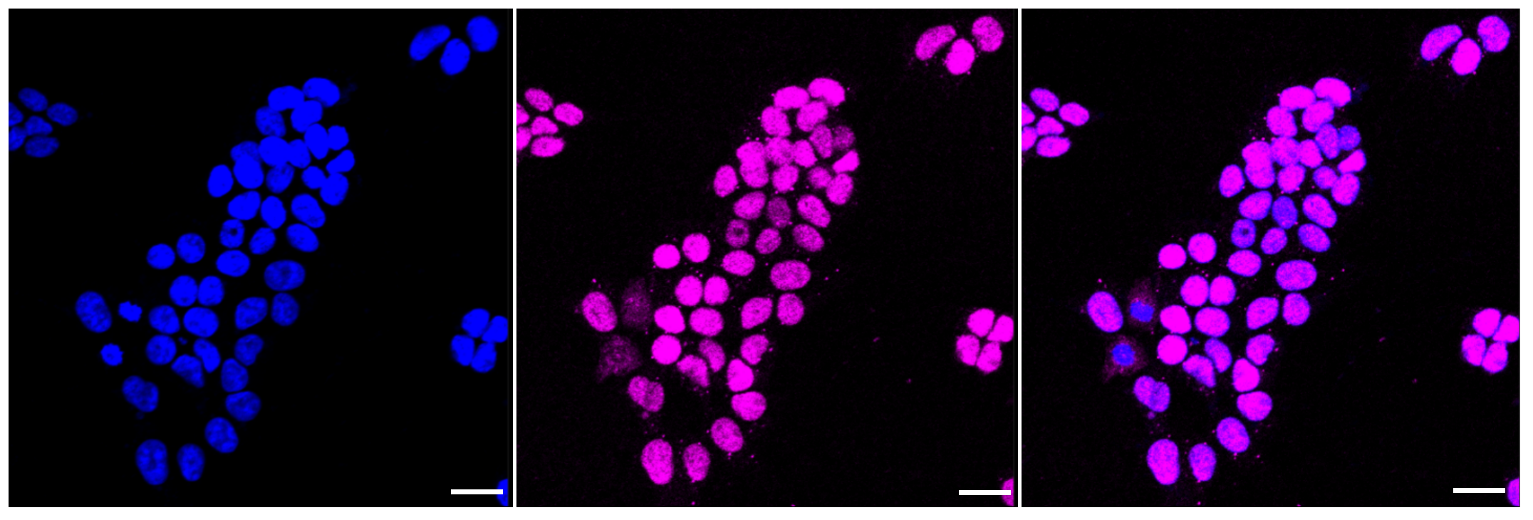 [KD Validated] Anti-CDKN1B Rabbit mAb [70B57G02]