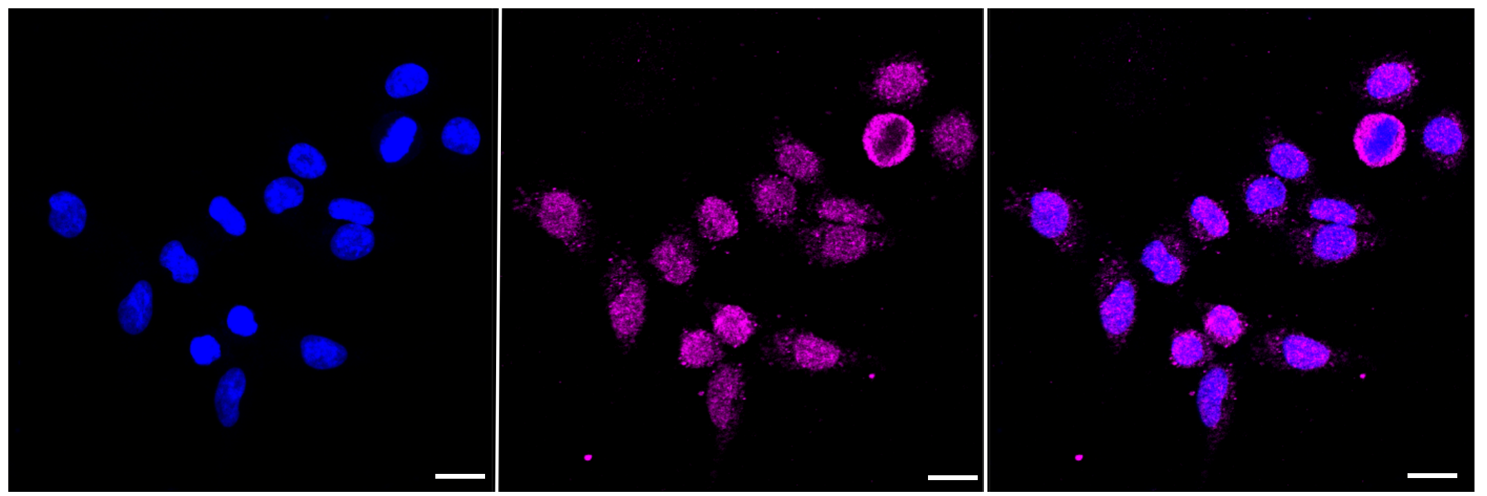 [KD Validated] Anti-DAXX Rabbit mAb [18L26S14]