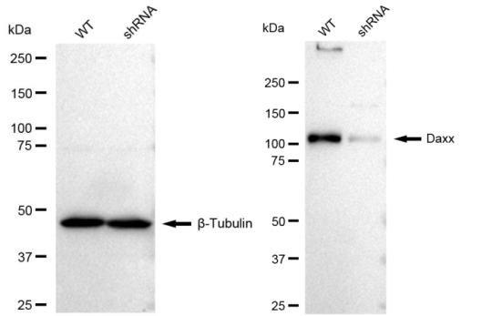[KD Validated] Anti-DAXX Rabbit mAb [18L26S14]
